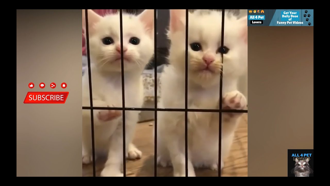 Cute & Funny Cat Videos Compilation # 06 | All 4 Pet Lovers - YouTube