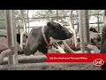 Cow Comfort with the Lely Astronaut A5 Robotic Milking System