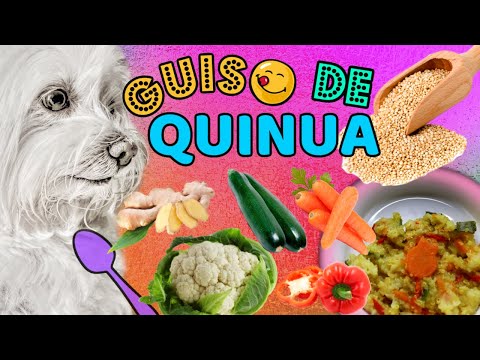 Video: ¿La quinoa es buena para los perros?