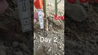 Asparagus growing in 5 days