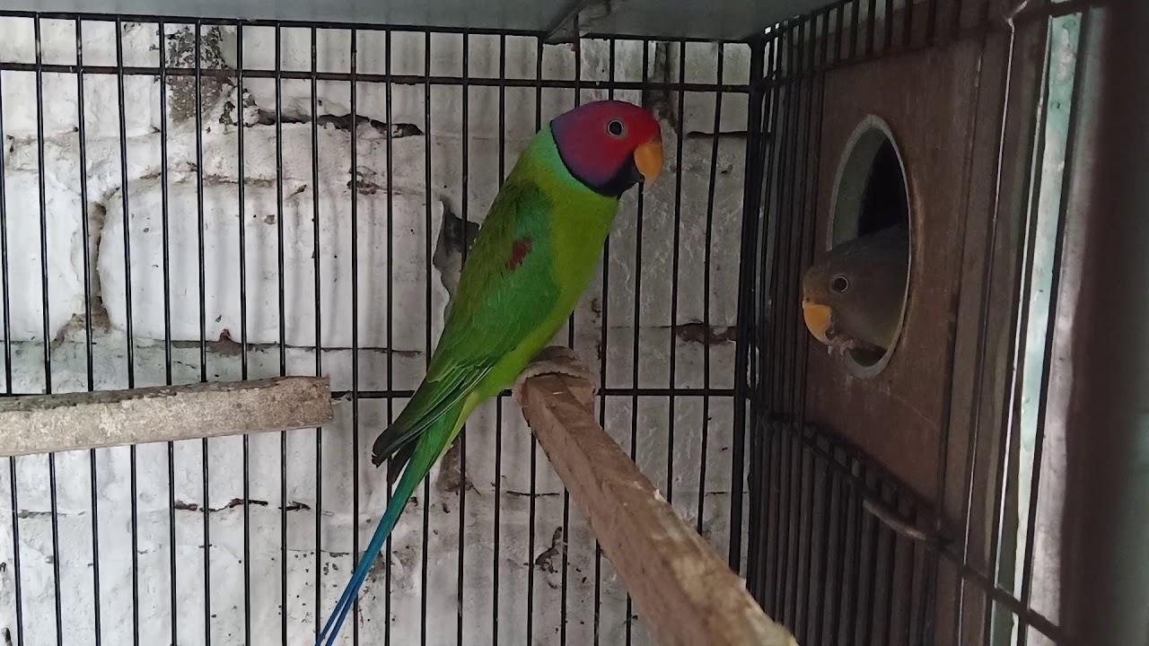 Plum-headed parakeets breeding pair