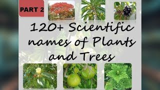 120+ Scientific names of common trees and plants | Part 2 | The Big Bio Theory