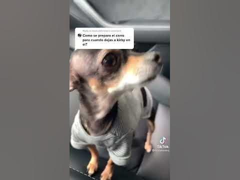 MI PERRO CONDUCE MI TESLA, by El fresco Kirby - YouTube