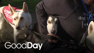 Become a foster parent to an animal in need!