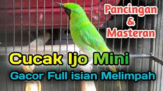CUCAK IJO MINI GACOR FULL ISIAN MELIMPAH || Pancingan & Masteran