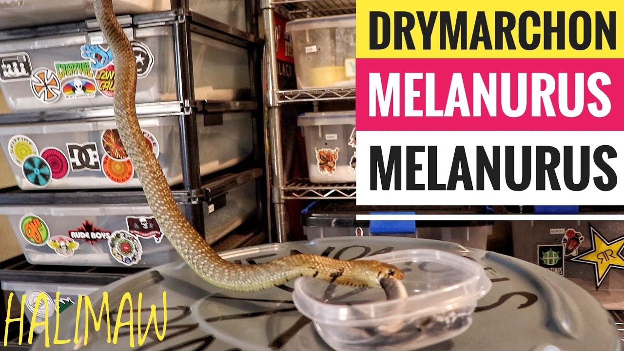 rear fanged snake example ANOTHER INSANE FEEDING SESSION