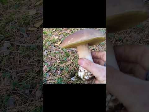 БЕЛЫЕ ГРИБЫ  2024 г. ! #грибы_Беларуси #сбор_грибов