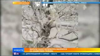Жители Санкт-Петербурга жалуются на нашествие гусениц