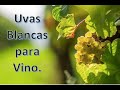 3. Uvas para vino blanco