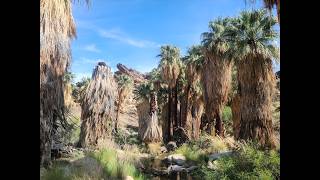 Murray Canyon Trail - Indian Canyons CA