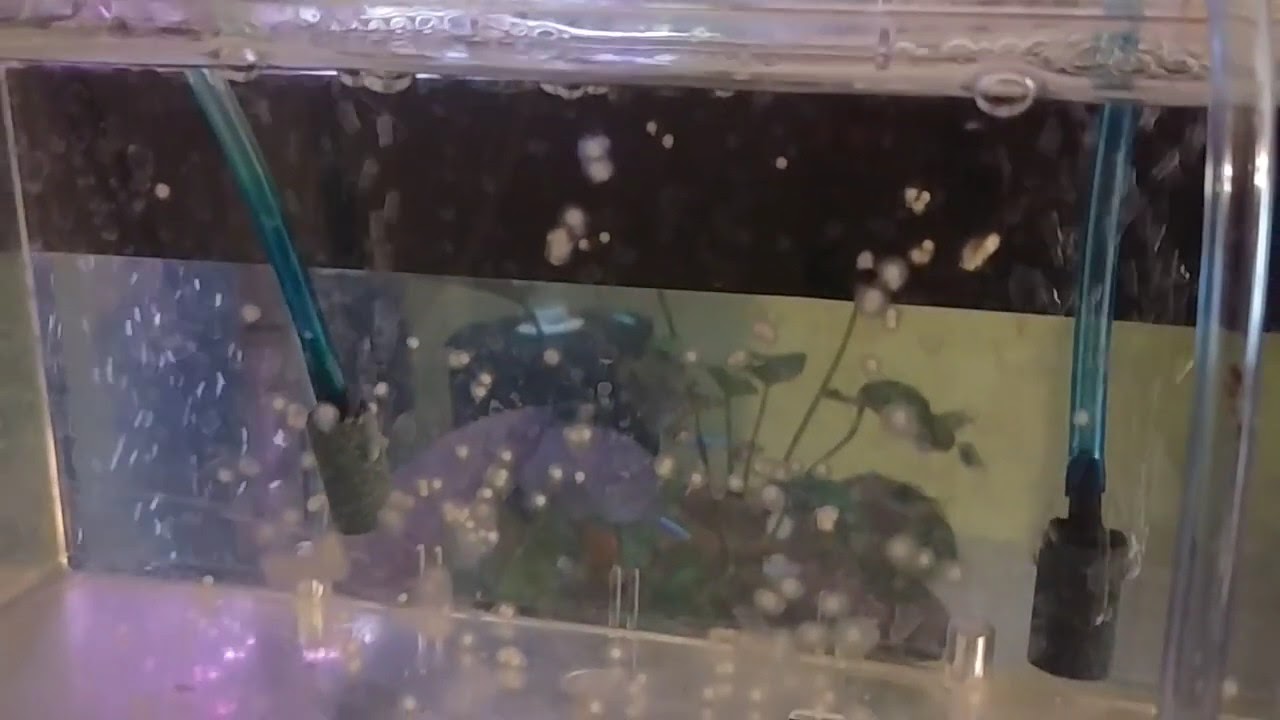 camera iphone 8 plus apk corydoras eggs with what appears to be fungas