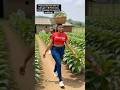 Peaceful harvest with my baby girl Fresh okro, fresh blessings for everyone watching🙏 #shorts #ai