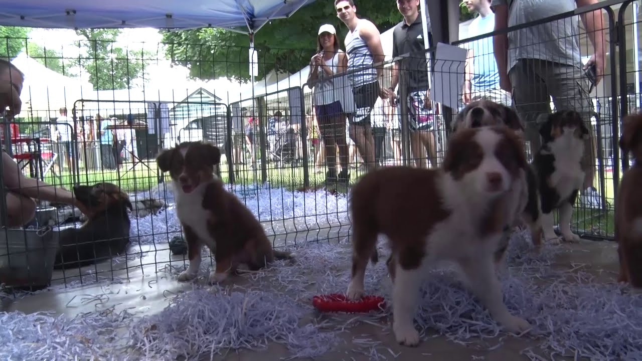 SALON DU CHIOT 2019 à FONTAINEBLEAU (77) YouTube SALON DU CHIOT 2019 à FONTAINEBLEAU (77) YouTube