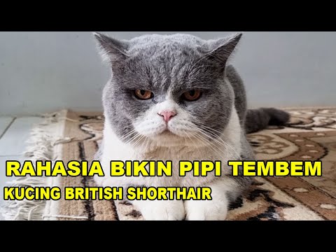 Rahasia Bikin Pipi Tembem Di Kucing BSH