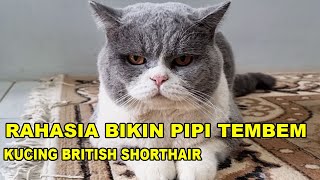 Rahasia Bikin Pipi Tembem Di Kucing BSH