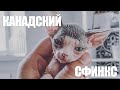 КАНАДСКИЙ СФИНКС // САМЫЙ СМЕШНОЙ КОТЁНОК