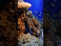 Octopus GoPro POV I Found Glowing Ancient Ruins Under the Great Barrier Reef!#goproanimal #aishorts