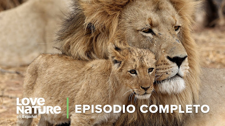 🦁 LEONES CACHORROS conocen a su PAPÁ por PRIMERA VEZ | Iconos de la Vida Silvestre 📸🌄 Episodio 1