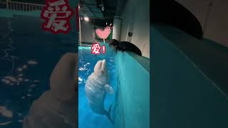 你爱我吗?#白鲸 #极地旅行新发现 #圣诞换装