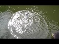 フライで管釣り サンクチュアリ