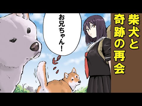 妹と奇跡の再会を果たす柴犬【アニメ】【漫画】