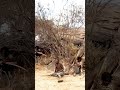 Chaba with drone for the first time #hadzabetribe #chaba
