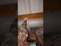 How to install in shed rain water ,use PVC pipe ￼#rain #pipe #pvcpipefitting