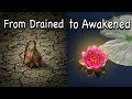 The Untold Process of Spiritual Awakening | The Creative Mystic
