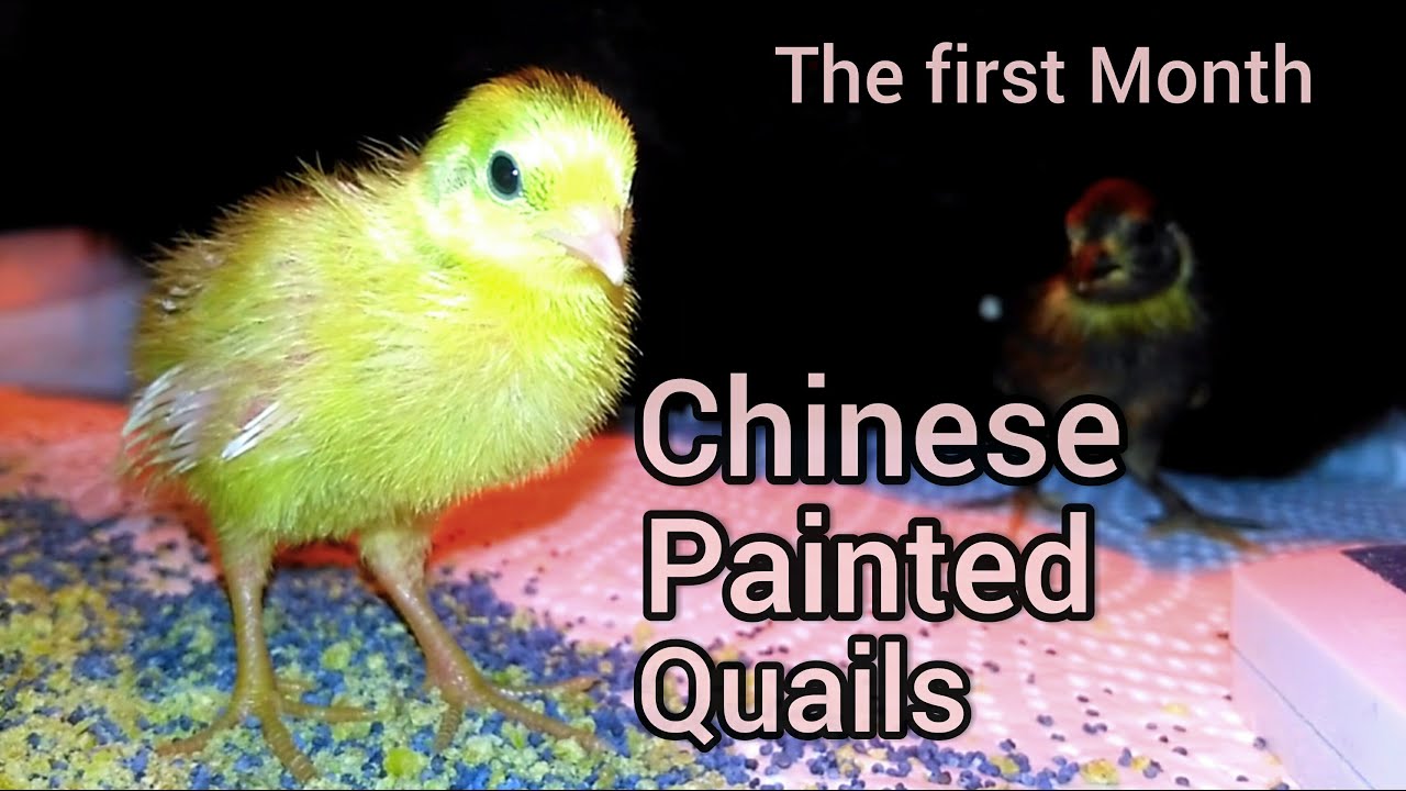 Chinese Painted Quails The 1. Month YouTube