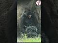 Tayari enjoy splashing water💦 #gorilla #taipeizoo #金剛猩猩 #台北市立動物園 #funnyanimals