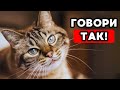 Here S HOW To TALK To Your Cat Properly And Yes He UNDERSTANDS Here S HOW To TALK To Your Cat Properly And Yes He UNDERSTANDS
