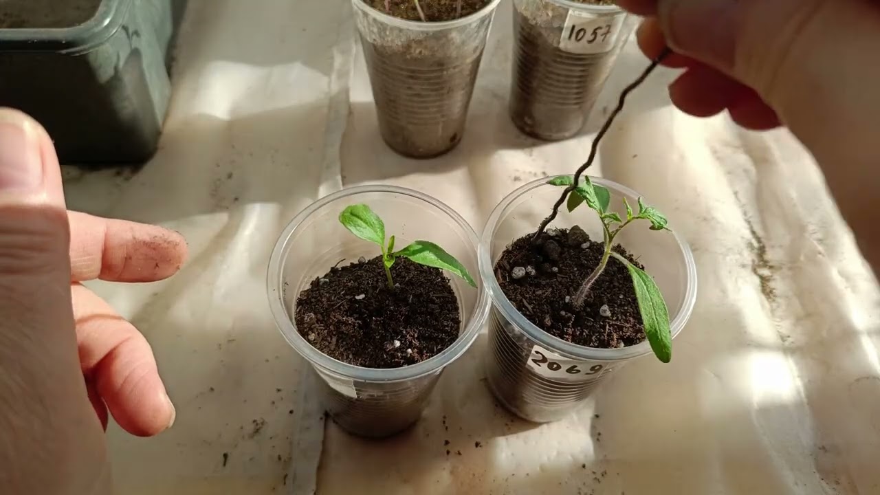 Не угробить рассаду   Как мои помощники меряют влажность грунта