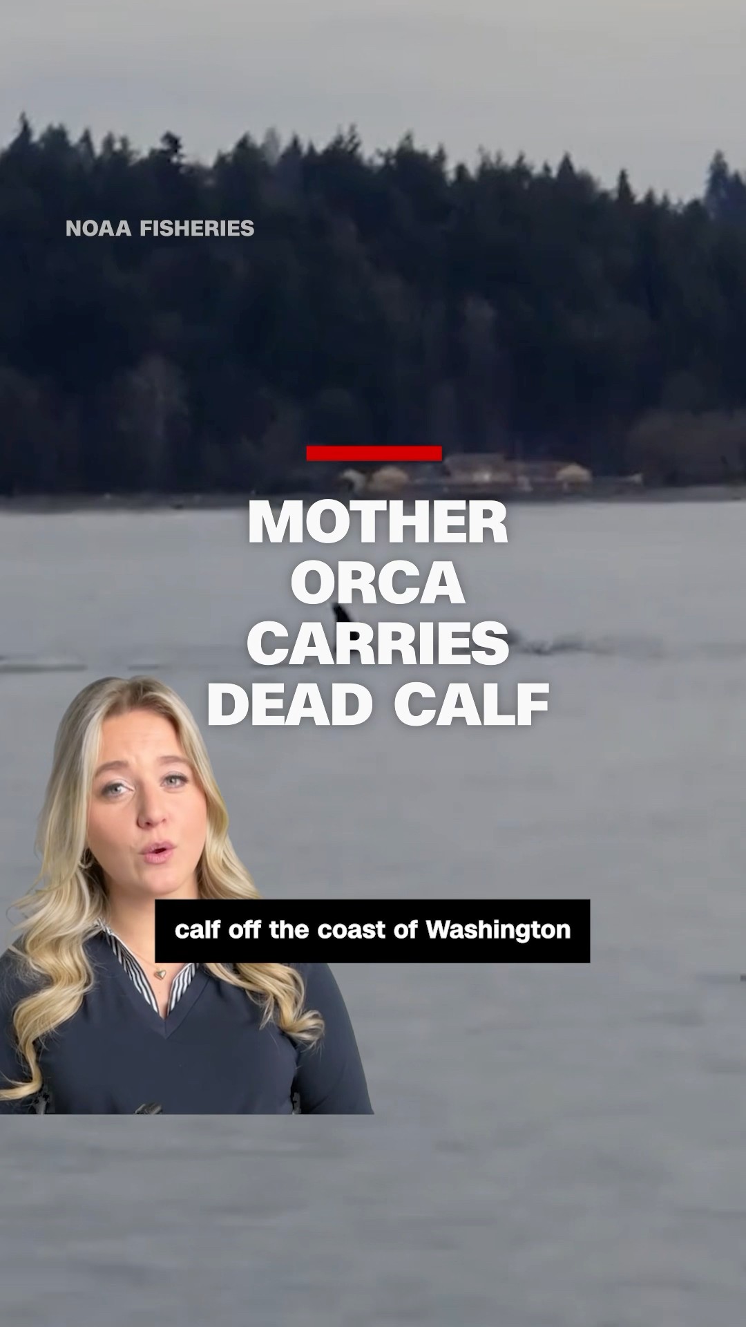 Mother orca carries dead calf