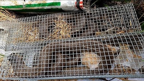 Bẫy Rắn Sau Một Tháng Mới Đi Thăm. Được Đồng Nai Bẫy Rắn.