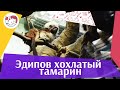 Эдипов хохлатый тамарин на ilikepet