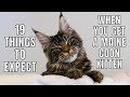 19 Things to Expect When You Get a Maine Coon Kitten