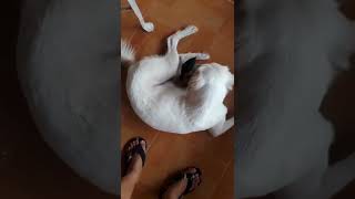 Baby Chicks Try To Taste Dog Milk  Wow