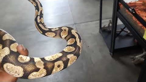 Pastel Calico Enchi Royal Python