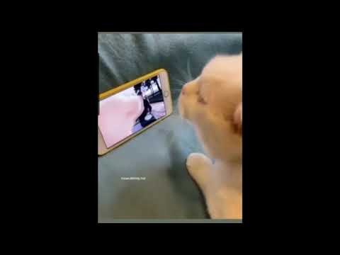 Cat vibing to "Cat vibing To Levan Polkka ft.Bilal Goregen". Cat vibing to "Cat vibing To Levan Polkka ft.Bilal Goregen".