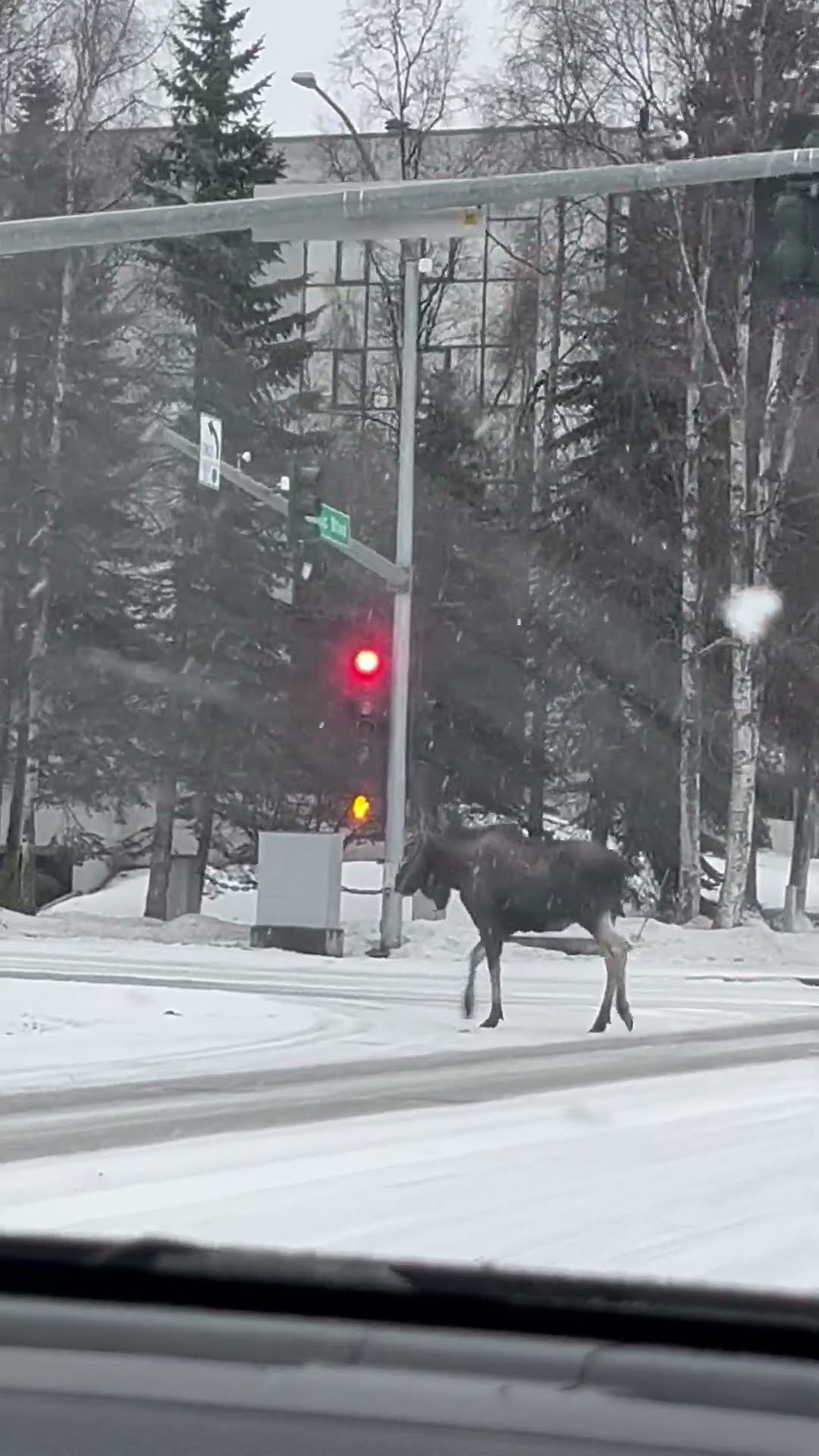 Unbothered Moose Holds Up Traffic || ViralHog
