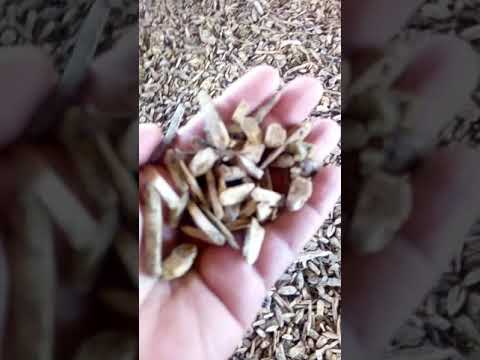 بدون اي إصابات فيروسيه او بكتيرية عنبر دواجن بالكامل يباع سرده اتفرج ع الفيديو عشان تعرف السبب