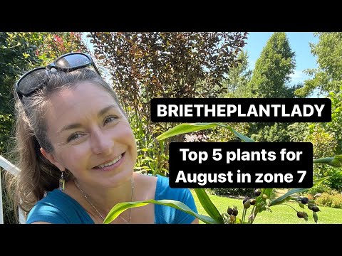 Video: Job's Tears Plant: Jobi pisarate seemne kasvatamine ja kasutamine