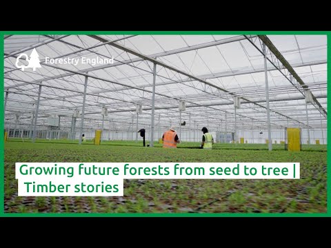 Video: Vad är fröet för skogsherrgården?