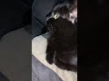🐱 cat 🐱 🥰🥰🥰🌟🌟🌟🥳🥳🥳🤩🤩🤩