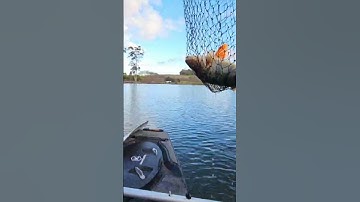 Always use a landing net #fishing from #kayak or shore #shorts