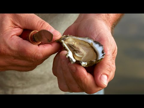 Learn to shuck Sydney Rock Oysters with East 33