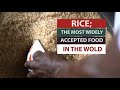 RICE;THE MOST WIDELY ACCEPTED FOOD IN THE WORLD