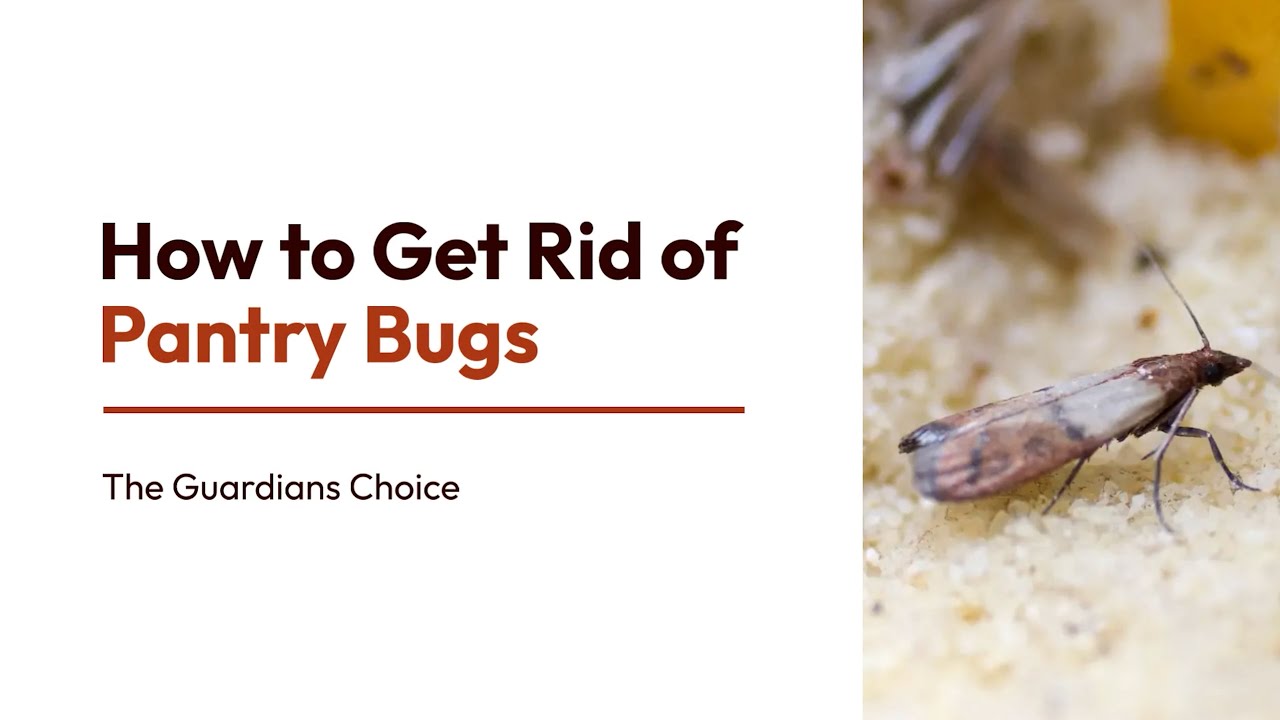 How to get rid of hideous pantry moths - Boing Boing