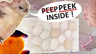 Chick Hatch Time Lapse (with candling too!)