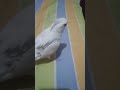 açucar plmds fdp-